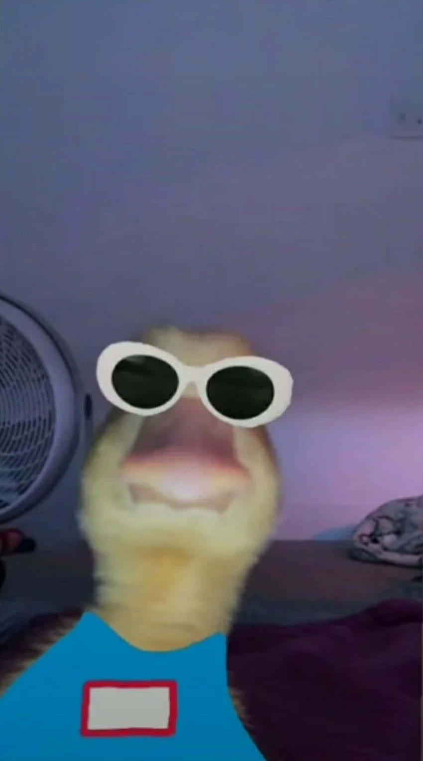 Duck Funny Discord Pfp Wallpaper