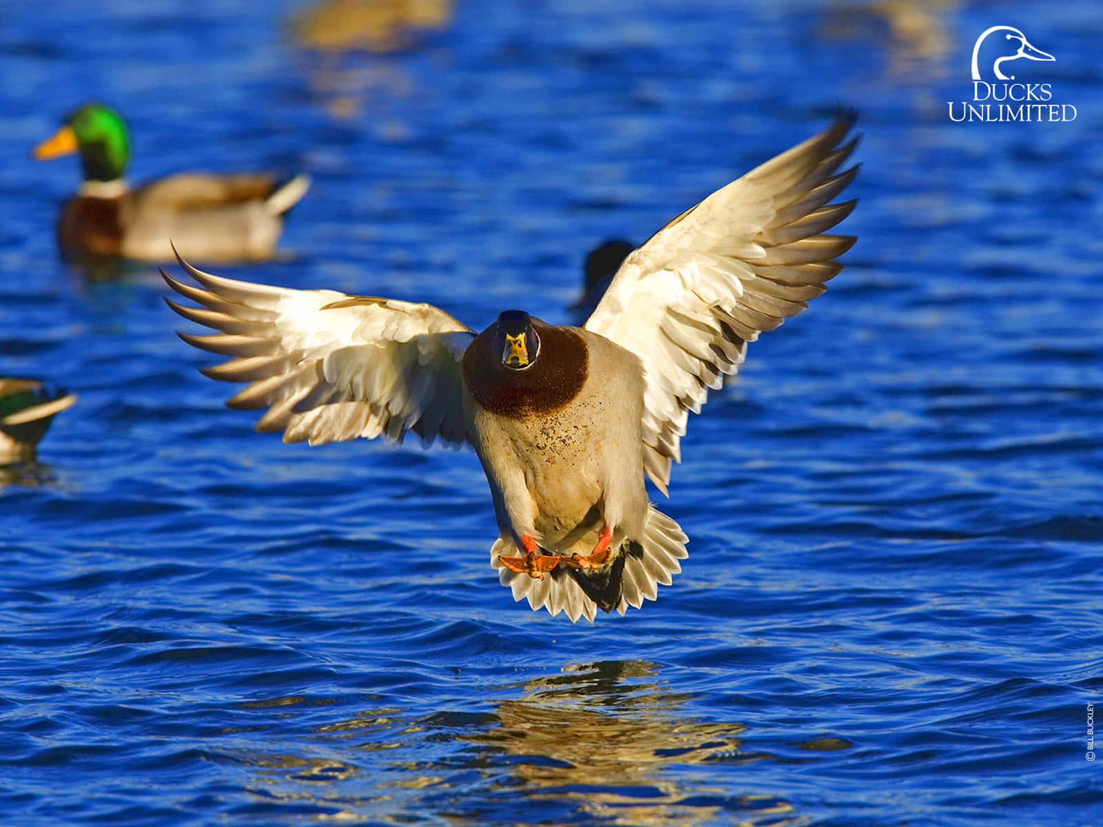 Duck Hunting Desktop - Start Your Season Off Right Wallpaper