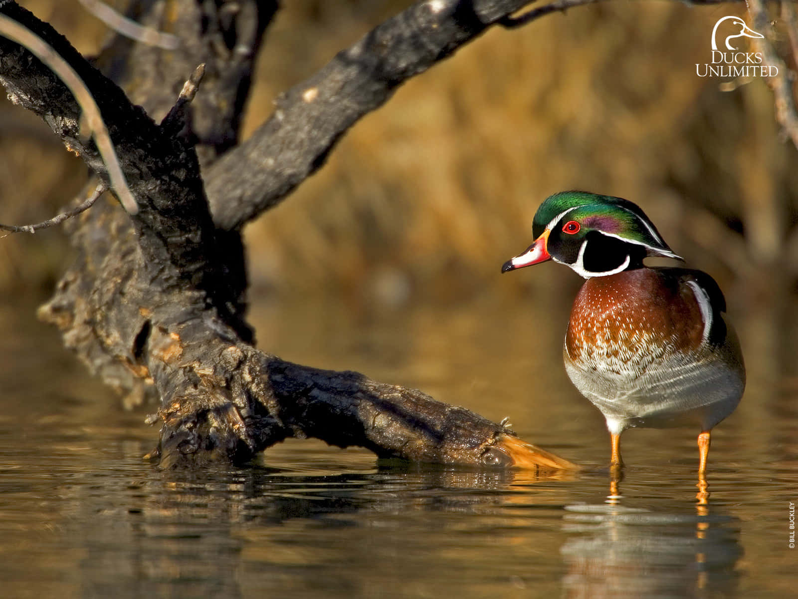 Duck Hunting To The Core Wallpaper