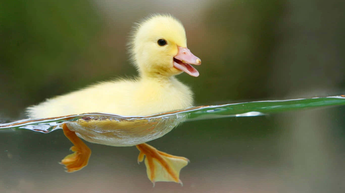 Duckling Balancingon Water Droplet Wallpaper