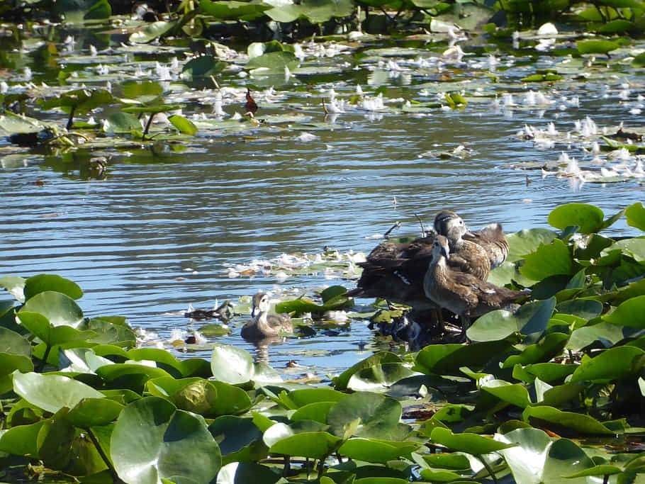 Ducklingson Lily Pads Wallpaper