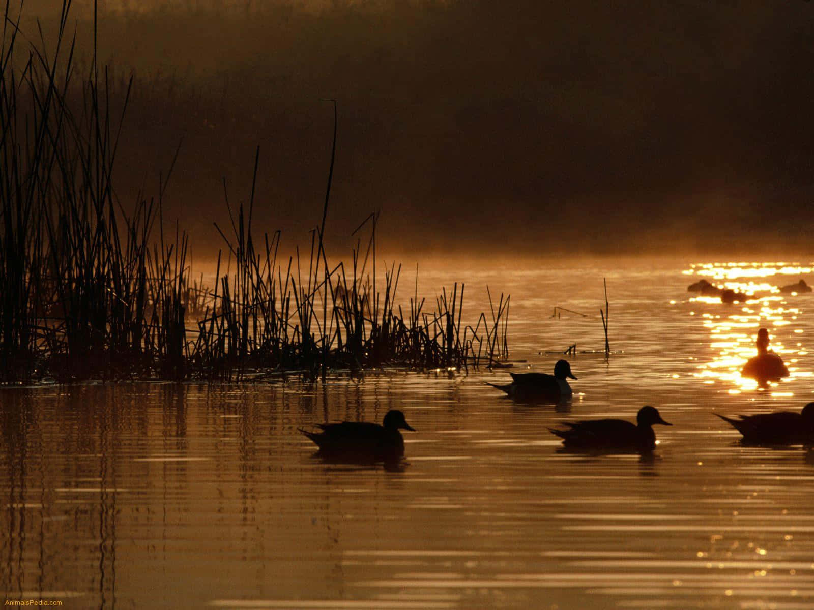 Ducks Fly As Hunters Aim For A Successful Duck Hunting Trip Wallpaper