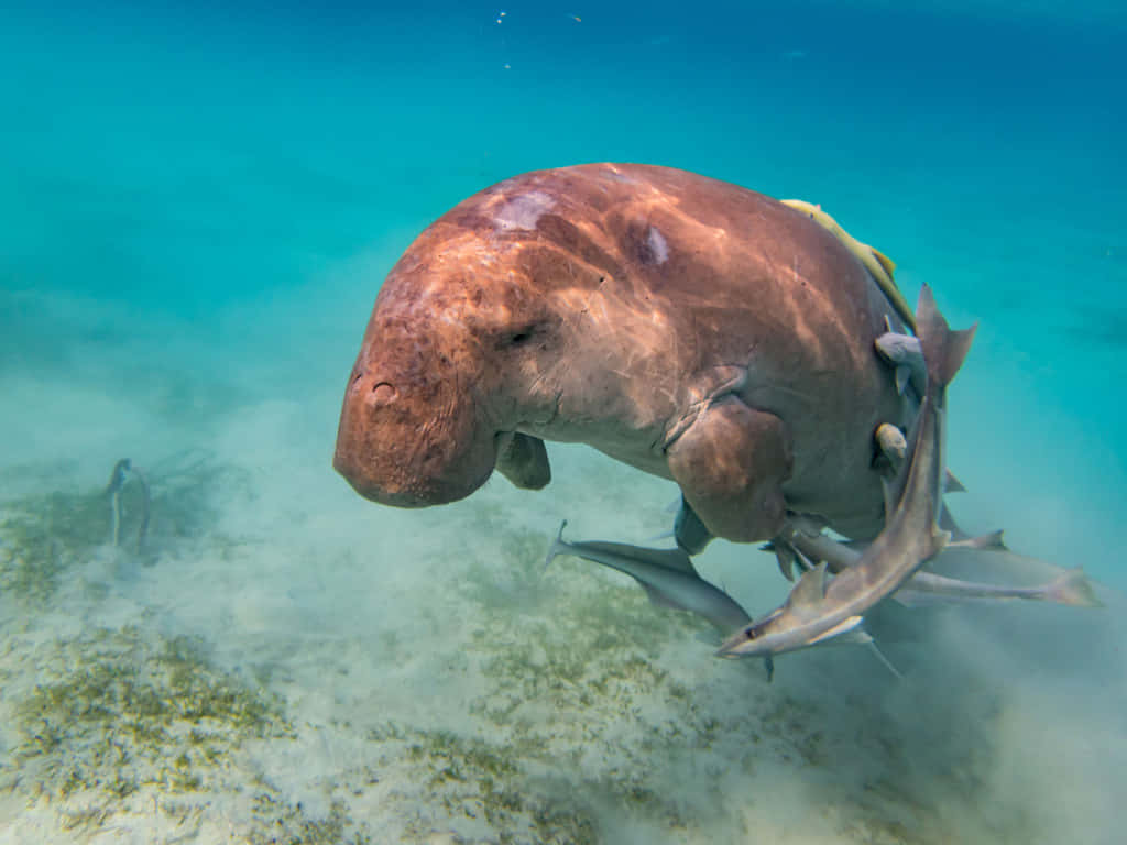 Dugong Surrounded By Fish Underwater Wallpaper