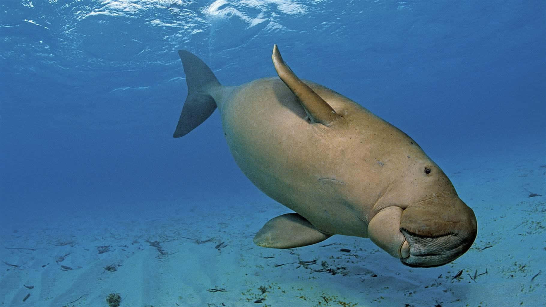 Dugong Swimming Underwater.jpg Wallpaper