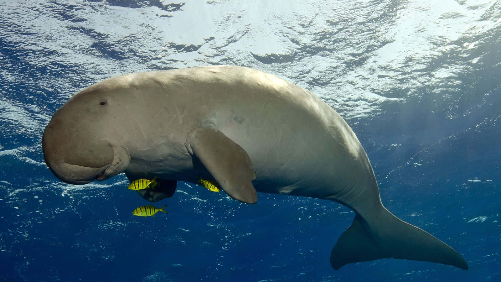 Dugong Swimming Underwater.jpg Wallpaper