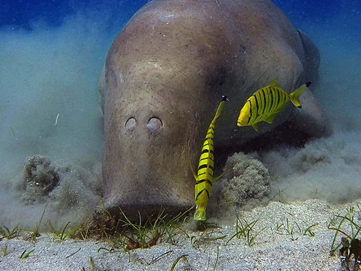 Dugong: The Gentle Sea Cow Of The Ocean Depths Wallpaper