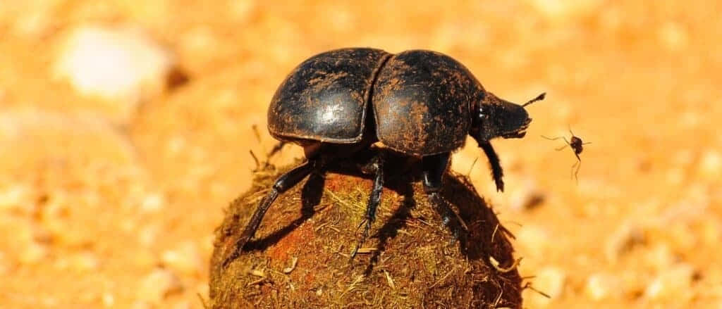 Dung Beetle At Work.jpg Wallpaper