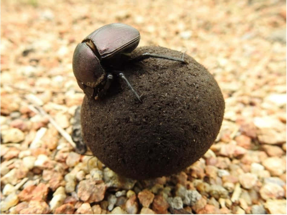 Dung Beetle At Work.jpg Wallpaper