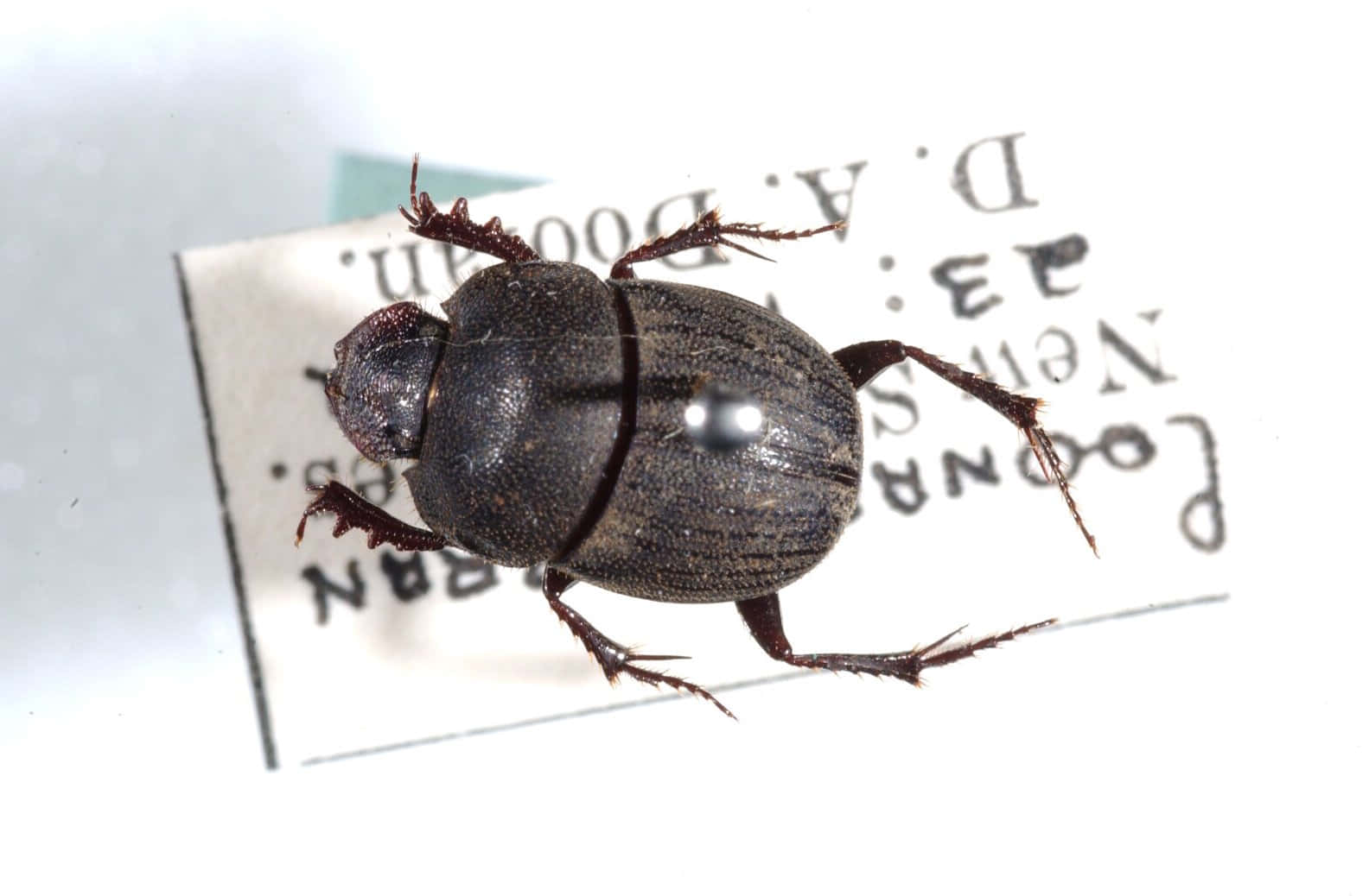 Dung Beetle Closeup Wallpaper