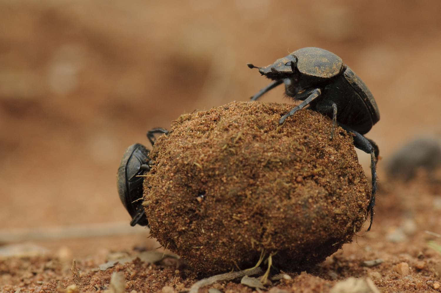 Dung Beetle Hardat Work.jpg Wallpaper