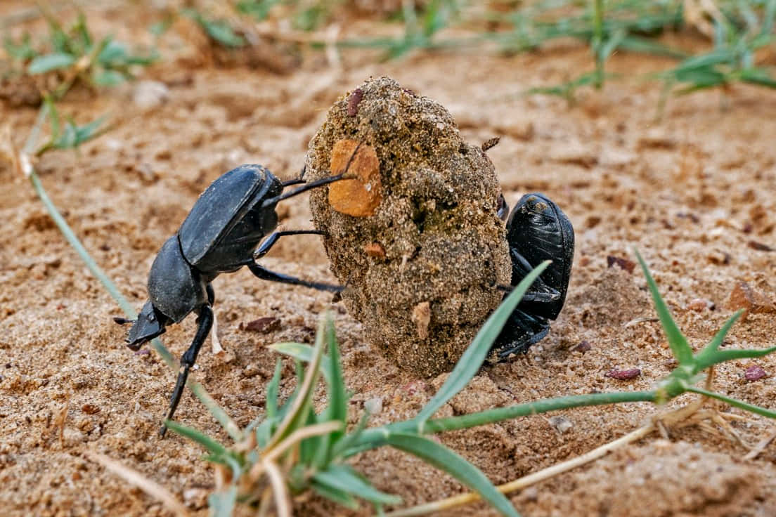 Dung Beetle Hardat Work.jpg Wallpaper