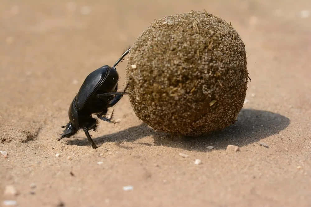 Dung Beetle Rolling Ball Wallpaper