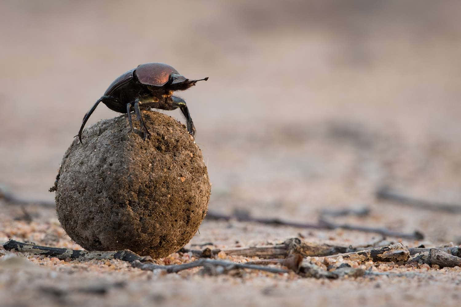 Dung_ Beetle_ Rolling_ Ball.jpg Wallpaper