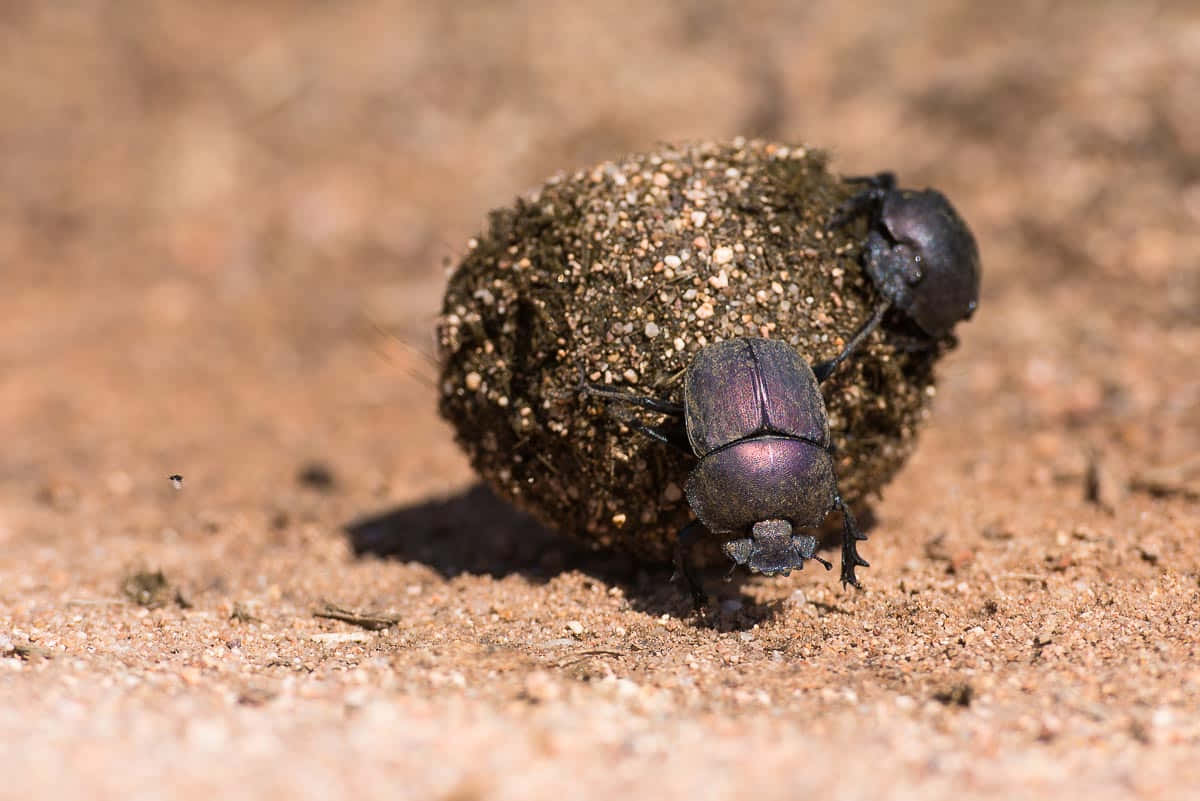 Dung_ Beetle_ Rolling_ Ball.jpg Wallpaper