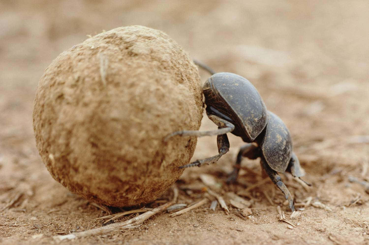 Dung_ Beetle_ Rolling_ Ball Wallpaper