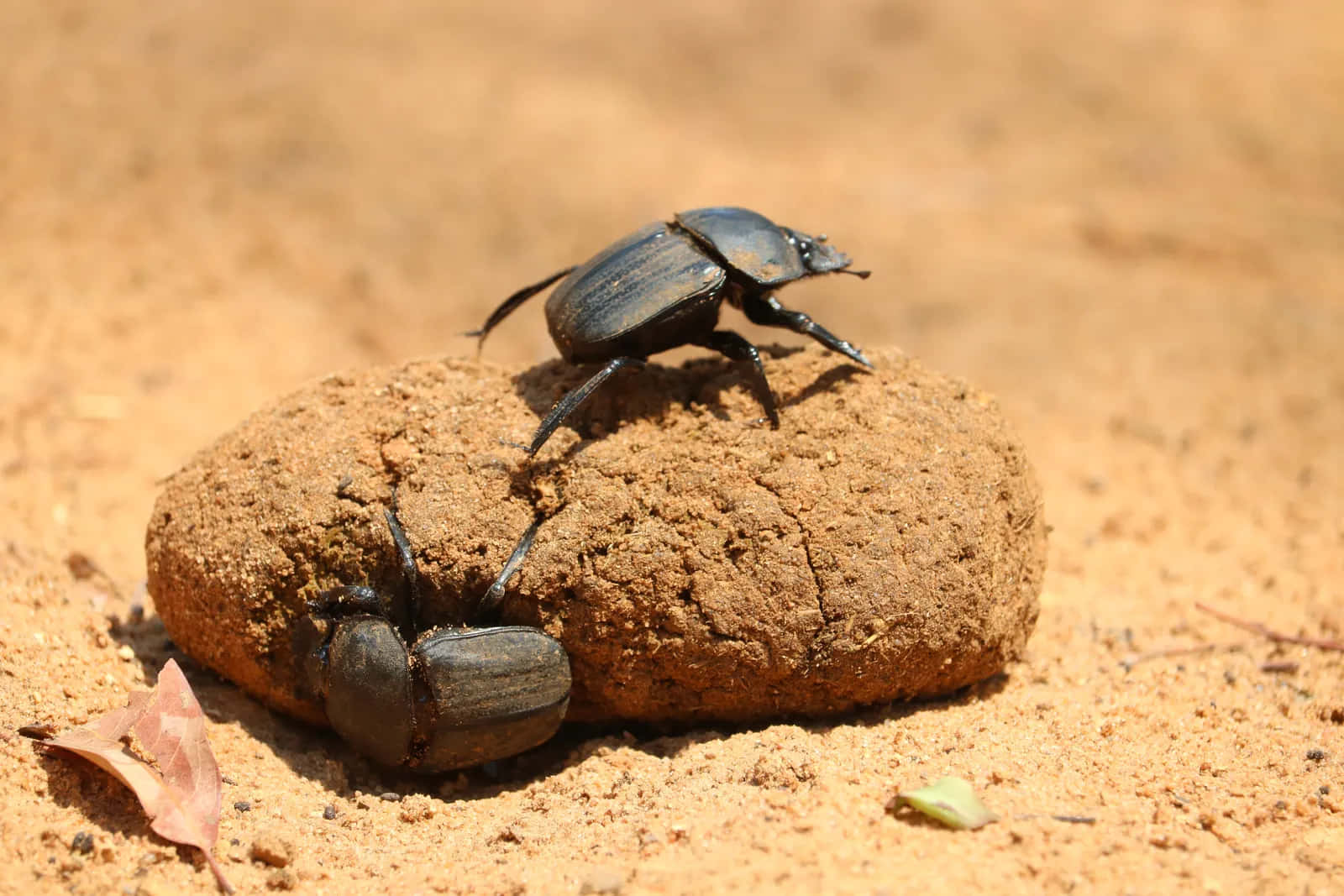 Dung Beetle Taskat Hand Wallpaper