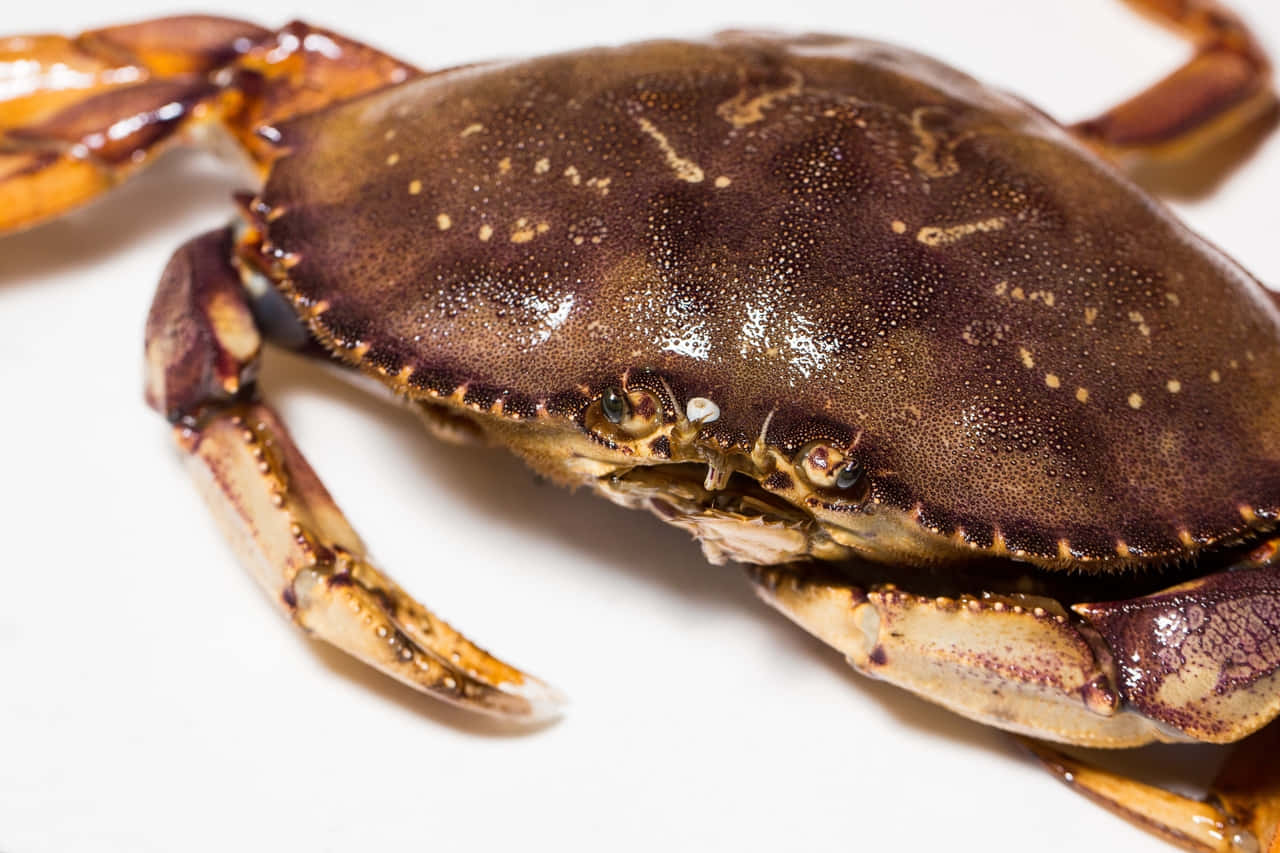 Dungeness Crab Close Up Wallpaper