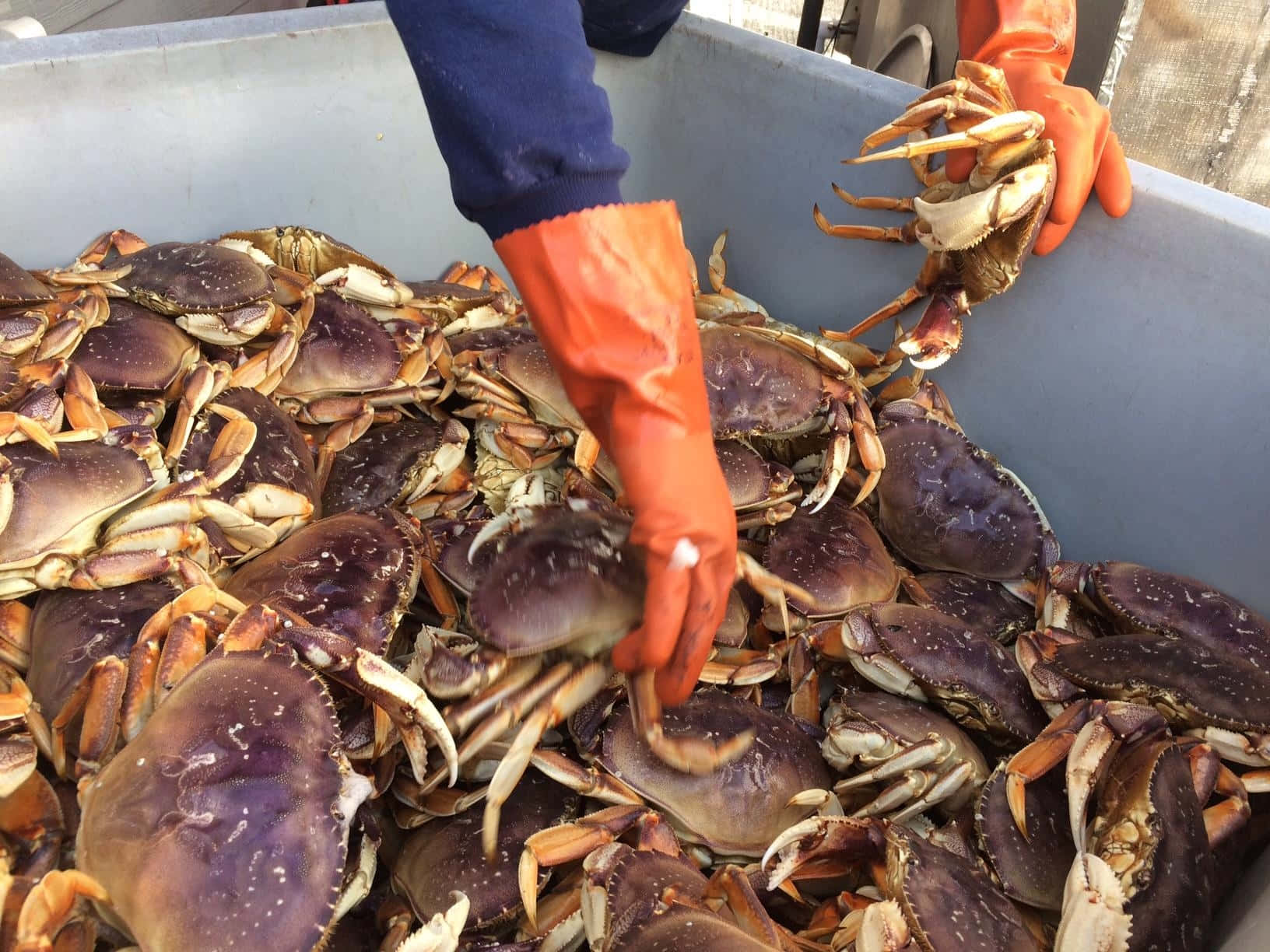 Dungeness Crab Harvest Wallpaper