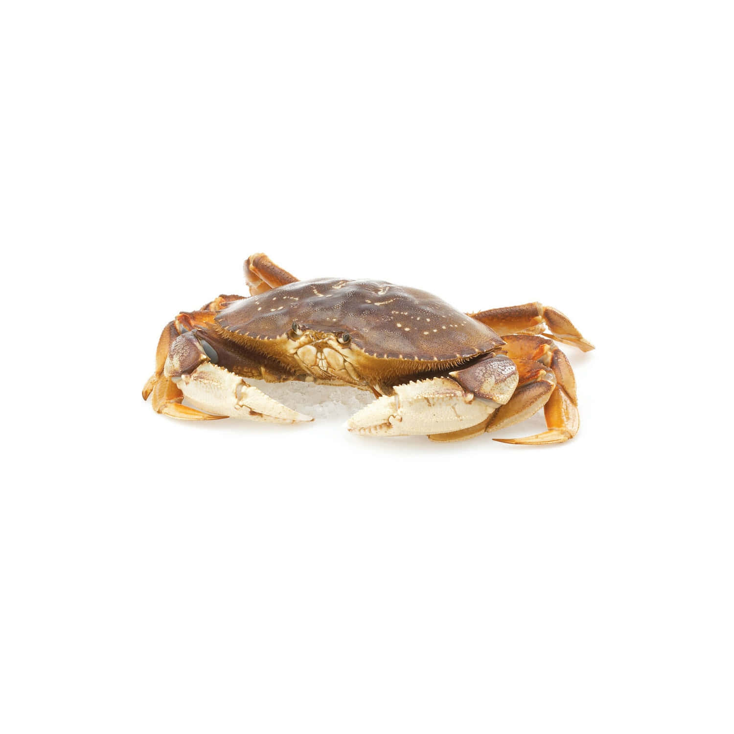 Dungeness Crab Isolatedon White Background Wallpaper