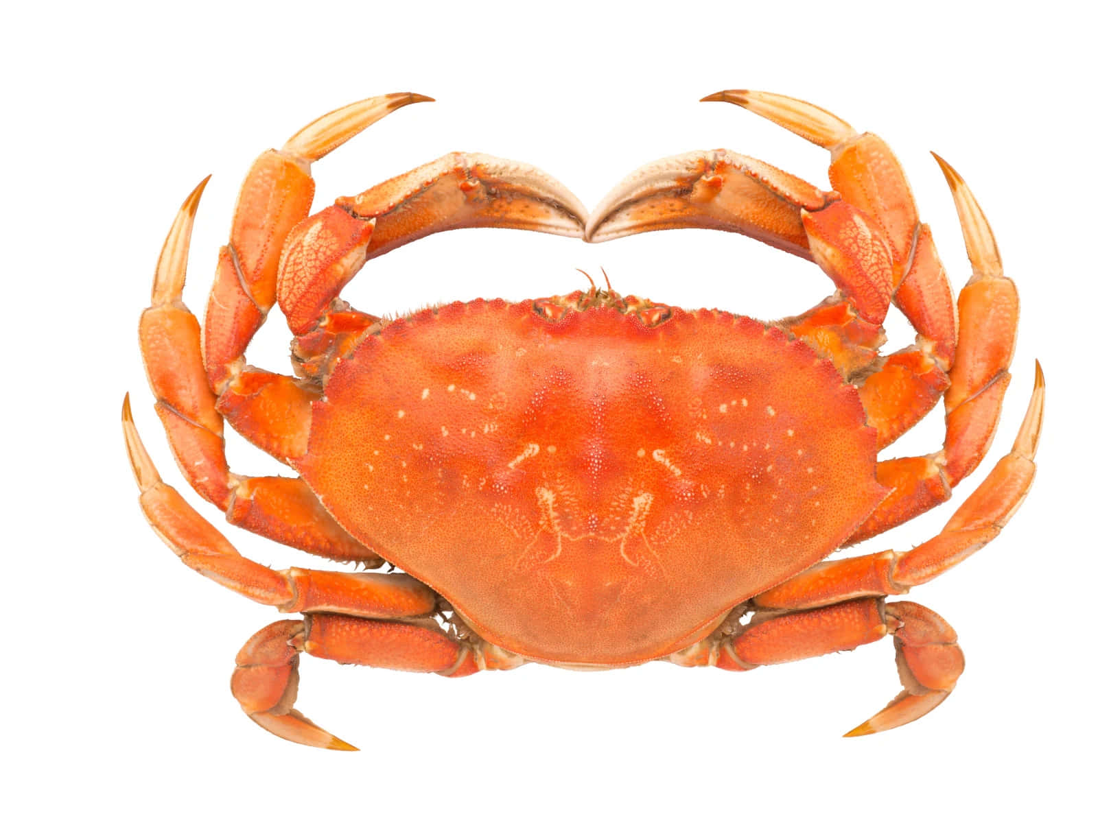 Dungeness Crab Isolatedon White Wallpaper