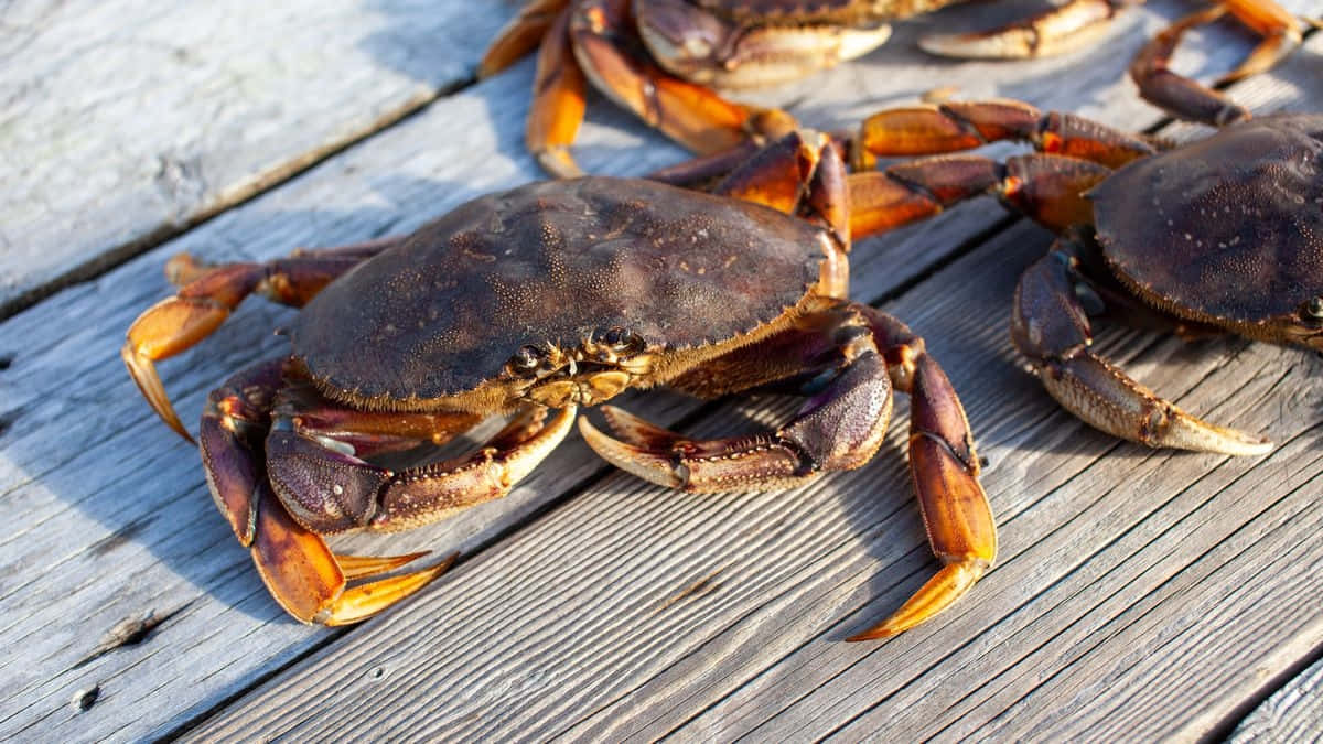 Dungeness Crabson Wooden Dock Wallpaper