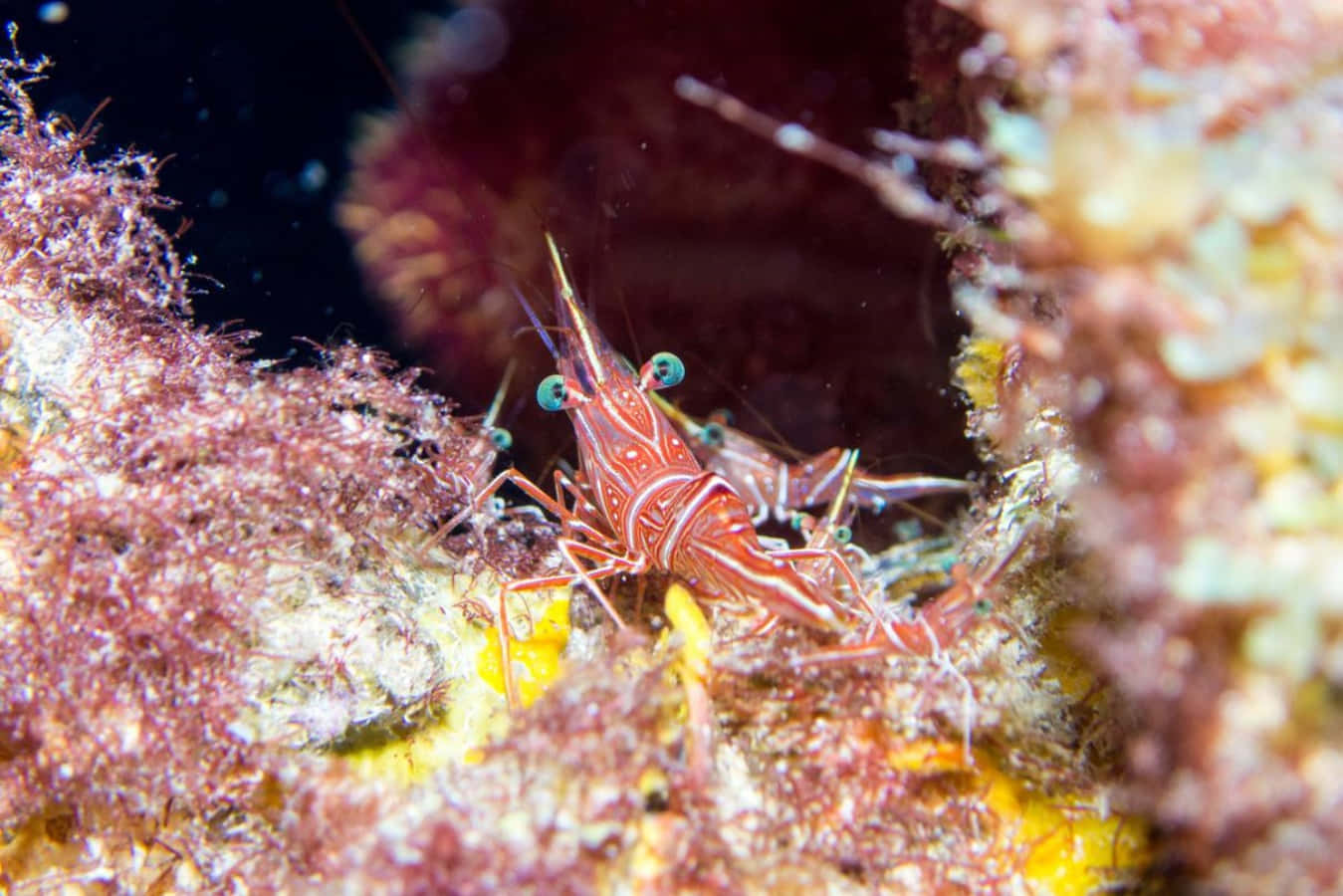 Durban Dancing Shrimp Coral Reef Wallpaper