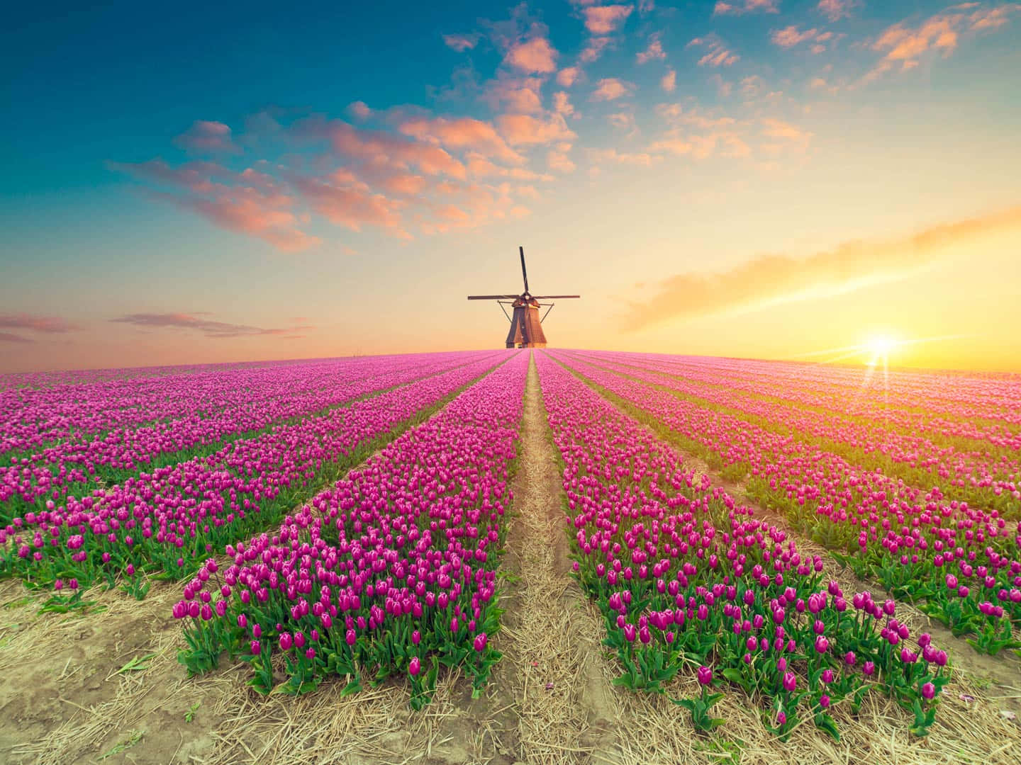 Dutch Tulip Field Sunset Windmill Wallpaper