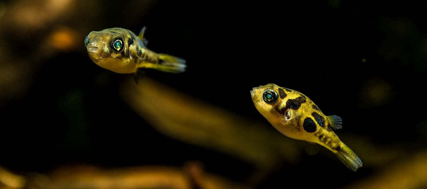 Dwarf Pufferfish Pair Dark Aquarium Background Wallpaper