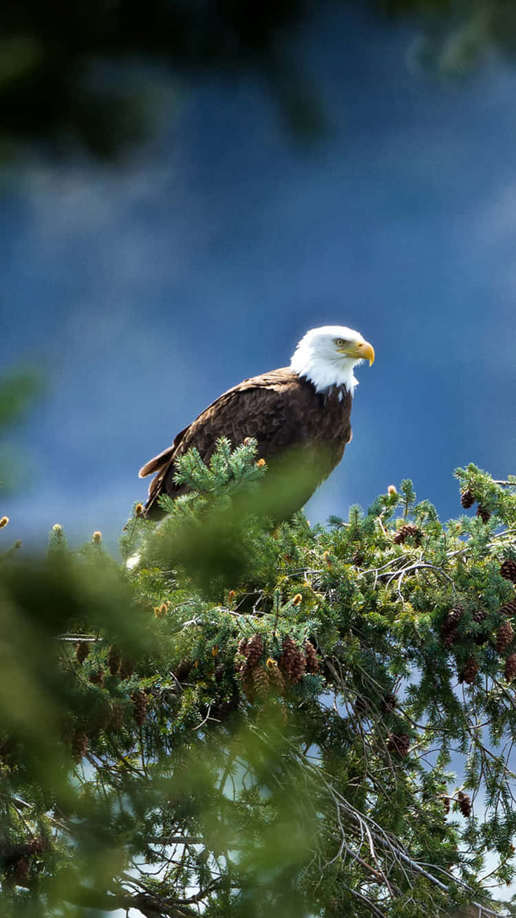 Eagle Bird Iphone Cover Design Wallpaper