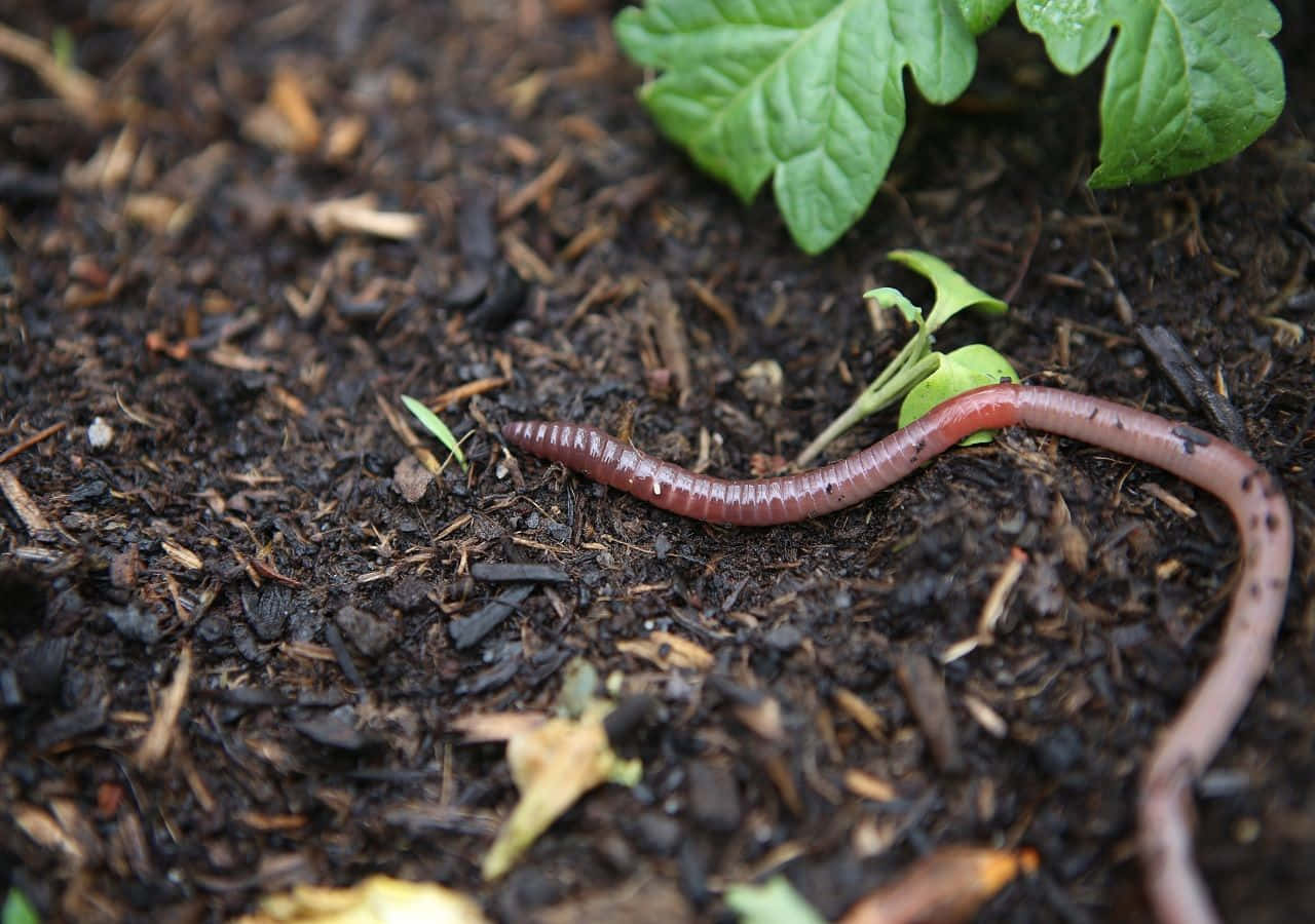 Earthworm Crawling Through Soil Wallpaper