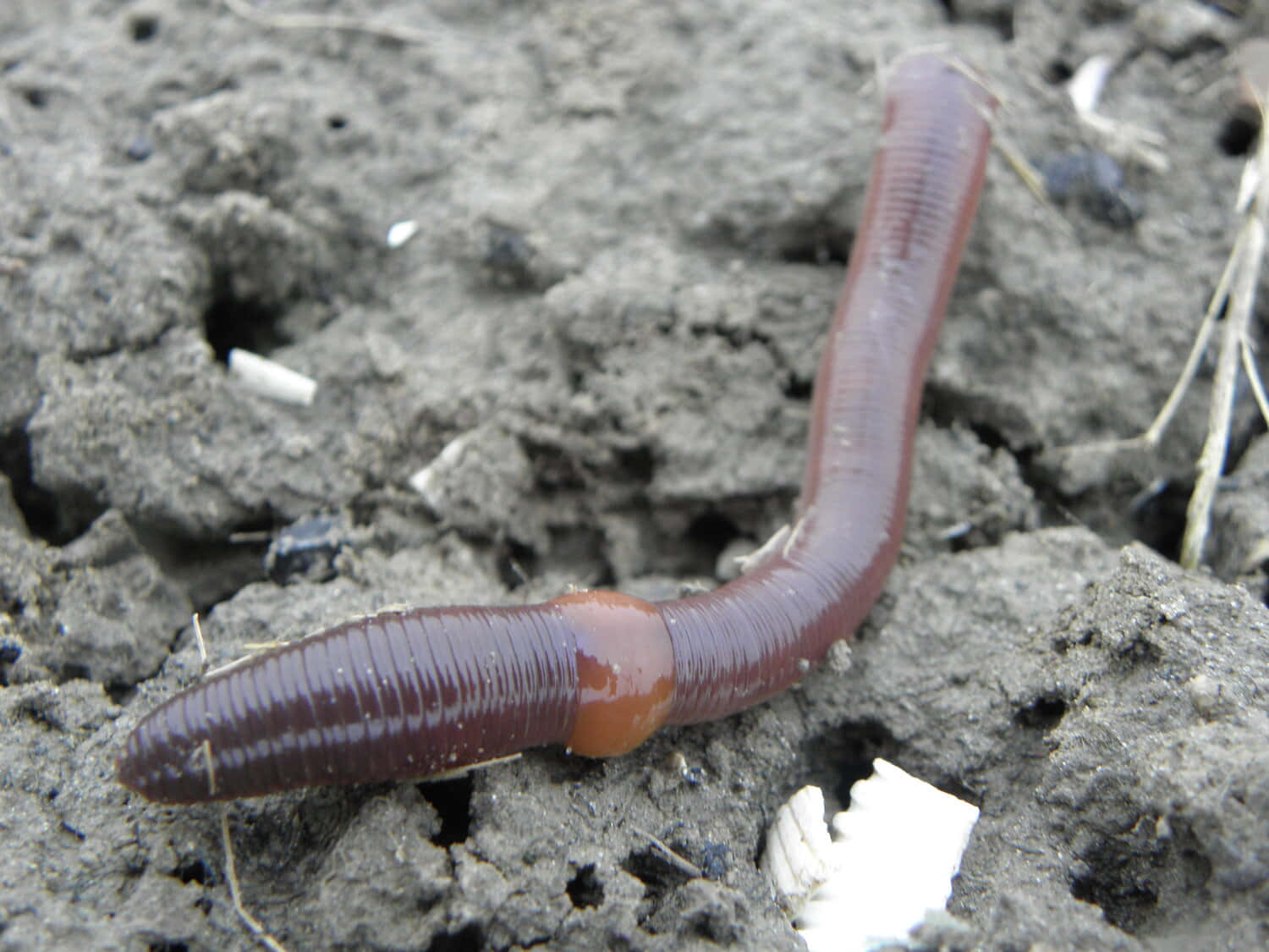 Earthworm Crawling Through Soil.jpg Wallpaper