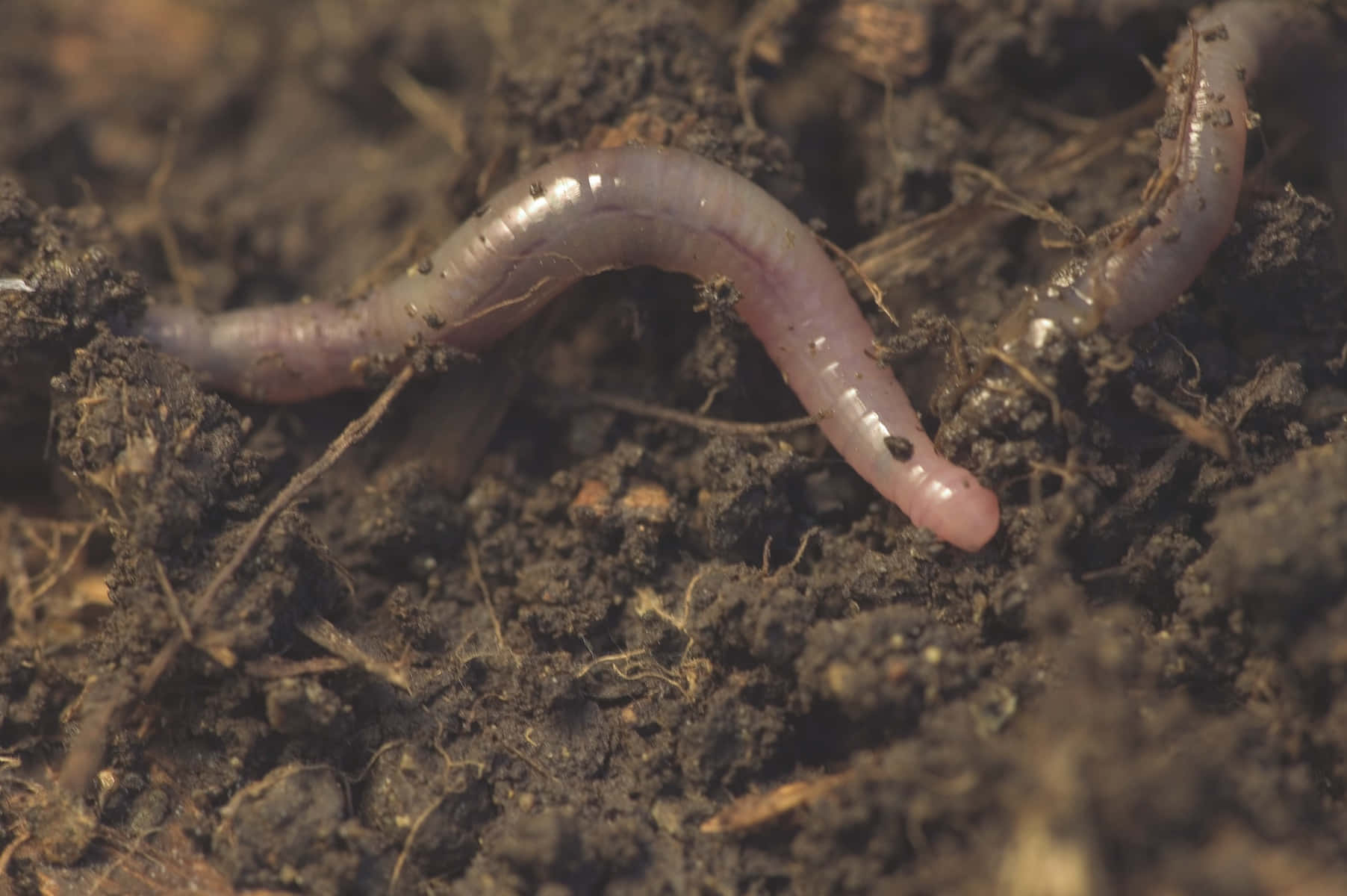 Earthworm In Soil.jpg Wallpaper