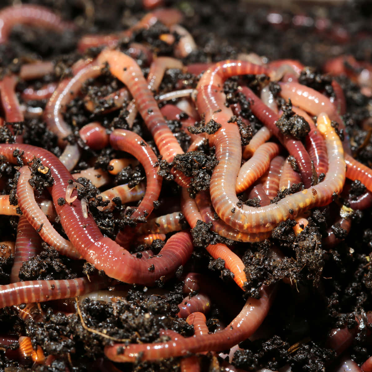 Earthworms In Soil.jpg Wallpaper