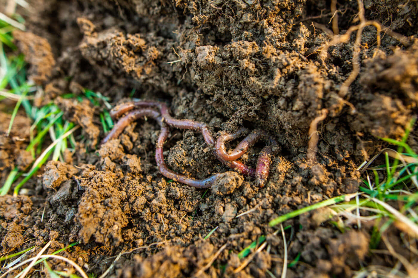 Earthwormsin Soil Wallpaper