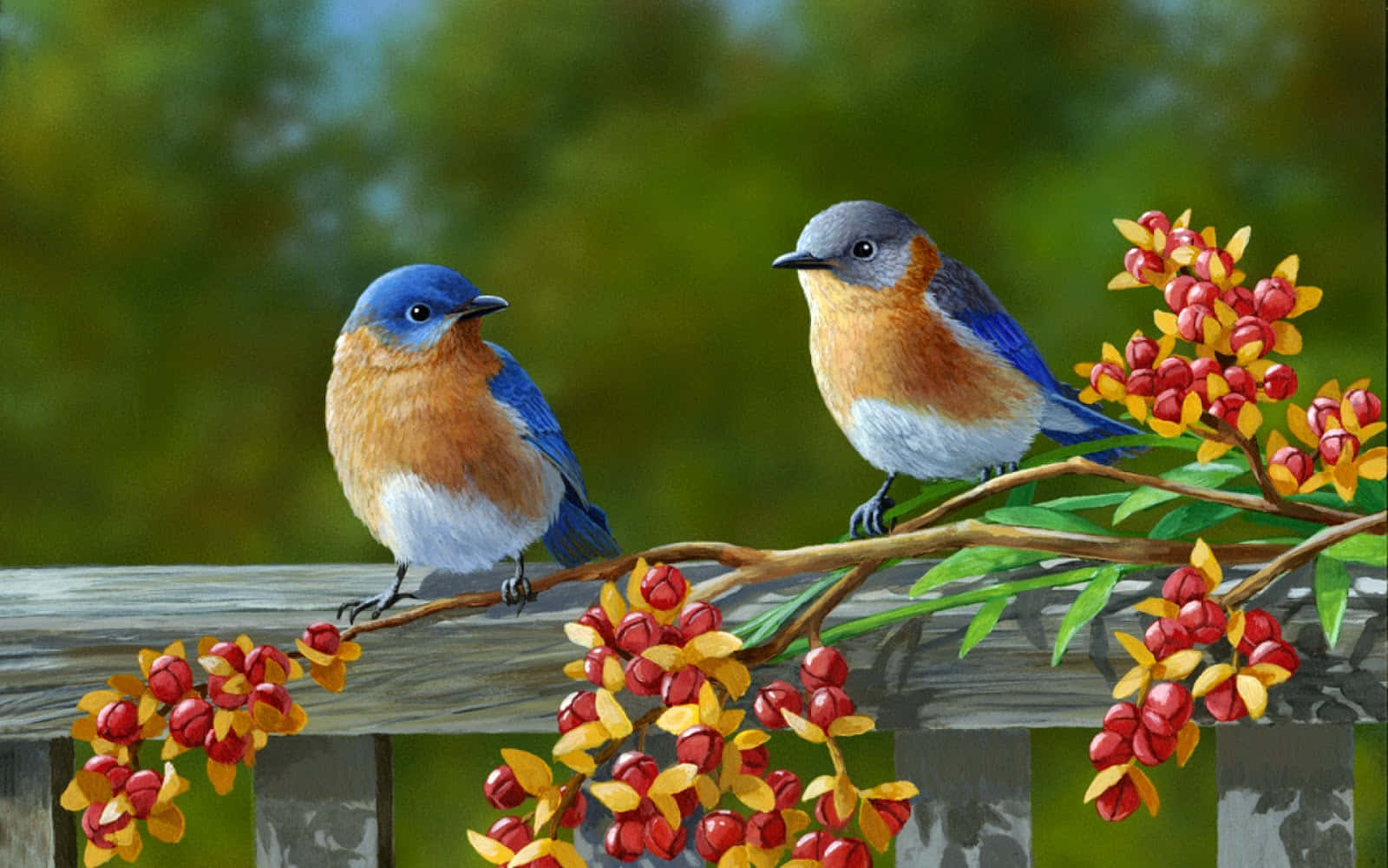 Eastern_ Bluebirds_ Perched_ Among_ Berries Wallpaper