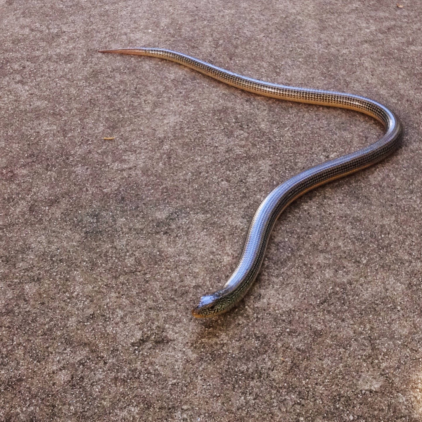 Eastern Glass Lizard On Sandy Surface Wallpaper