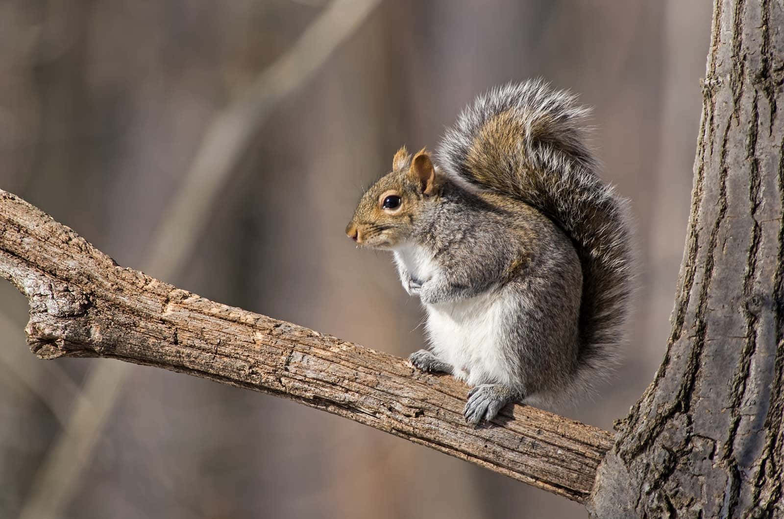 Eastern Grey Squirrelon Branch.jpg Wallpaper