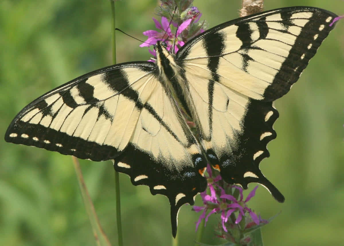 Eastern Tiger Swallowtail Butterflyon Purple Flower Wallpaper