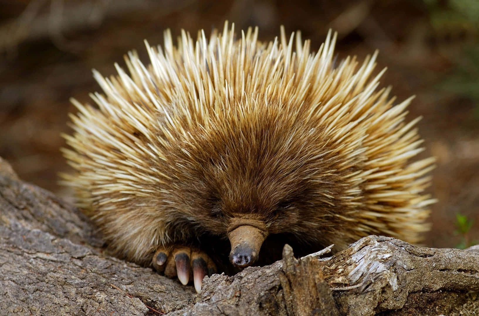 Echidna Restingon Log Wallpaper