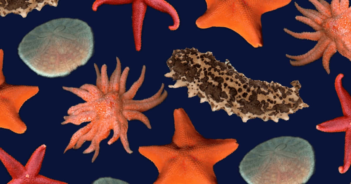 Echinoderms Variety Blue Background Wallpaper