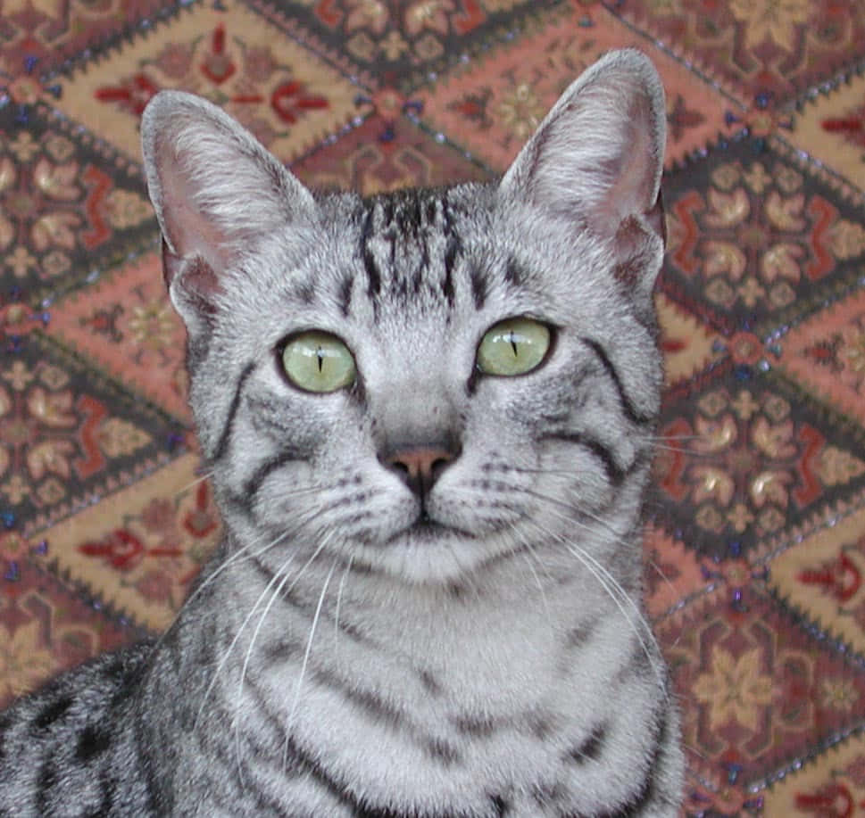 Egyptian Mau 969 X 917 Wallpaper Wallpaper