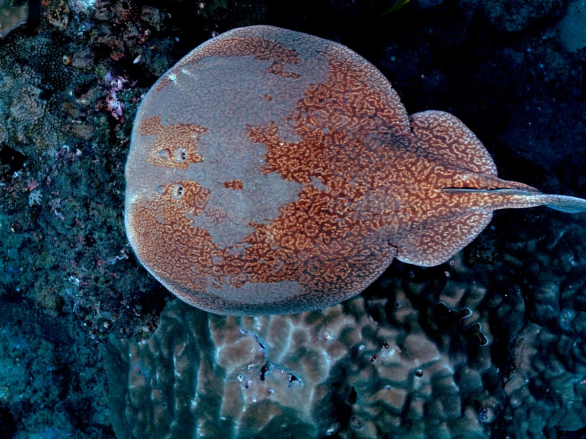 Electric Ray Camouflage Ocean Floor Wallpaper