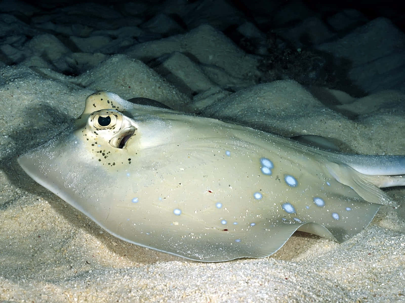 Electric Ray Camouflagedin Sand Wallpaper