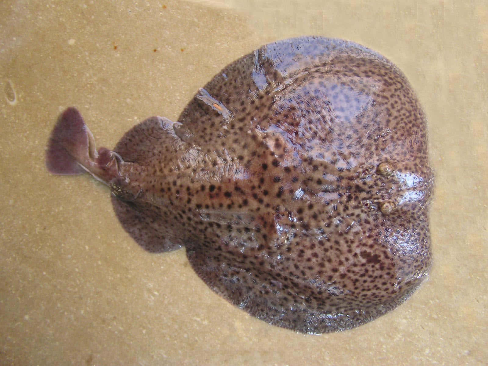 Electric Ray Camouflagedin Sand.jpg Wallpaper