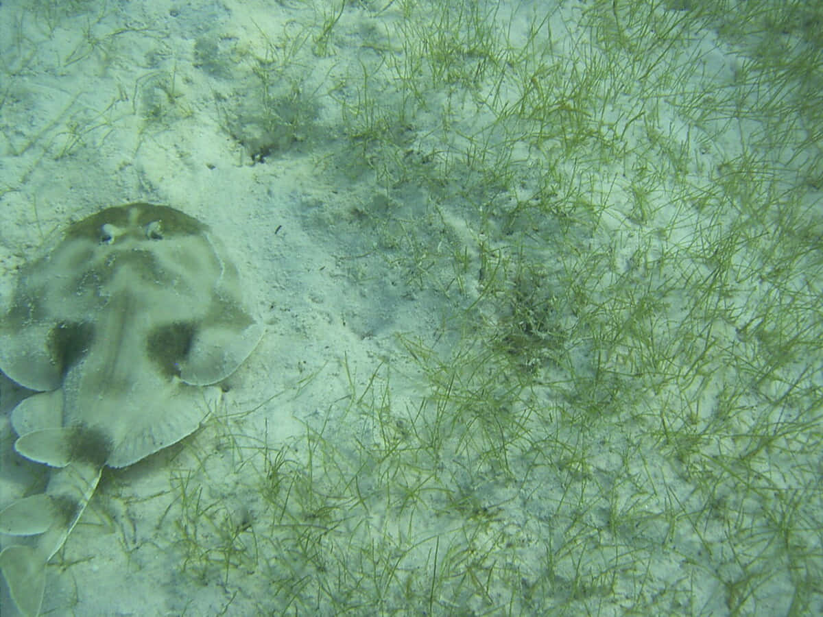 Electric Ray Camouflagedin Sandy Seabed Wallpaper