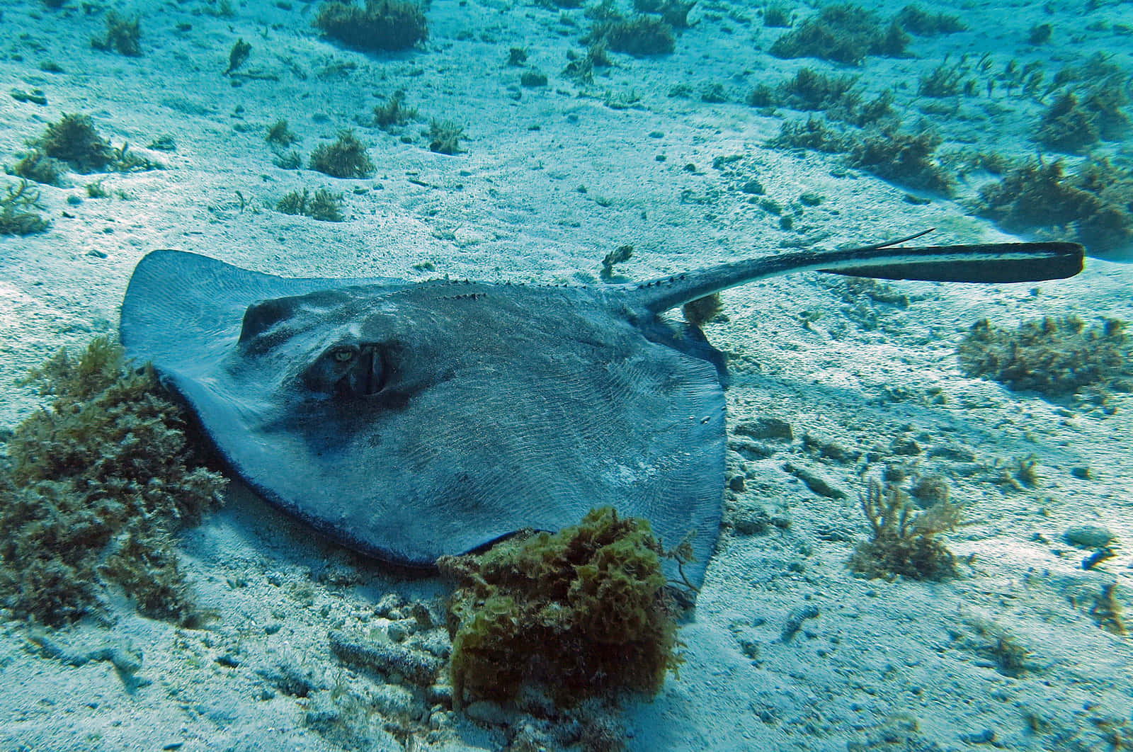 Electric Ray Camouflagedon Ocean Floor Wallpaper