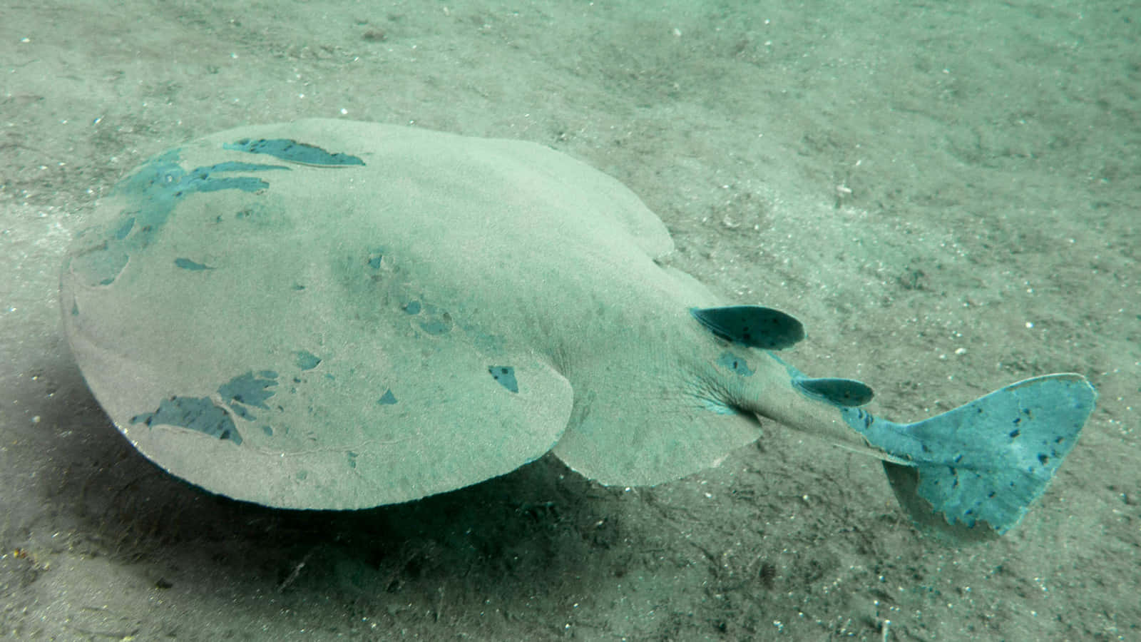 Electric Ray Camouflagedon Ocean Floor Wallpaper