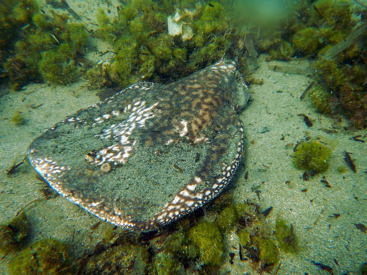 Electric Ray Camouflagedon Ocean Floor Wallpaper