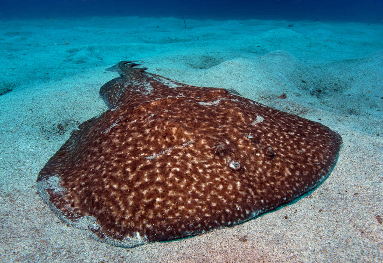 Electric Ray Camouflagedon Ocean Floor.jpg Wallpaper