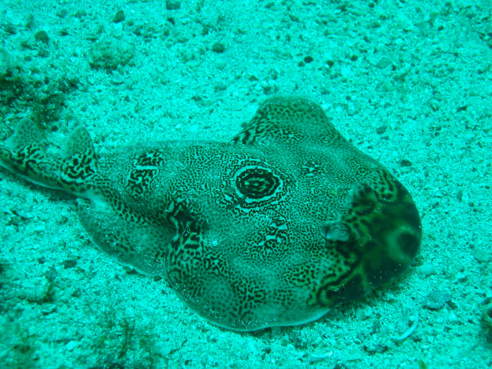 Electric Ray Camouflagedon Ocean Floor Wallpaper